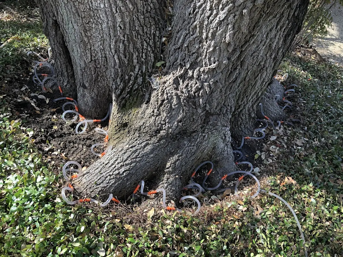 Detailed Tree Cabling and Bracing job site in Calvin